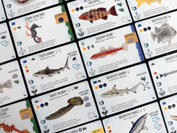 Finspan - Sharks & Reefs Expansion (In-store Only)